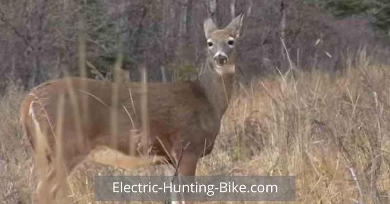 electric dirt bike for hunting