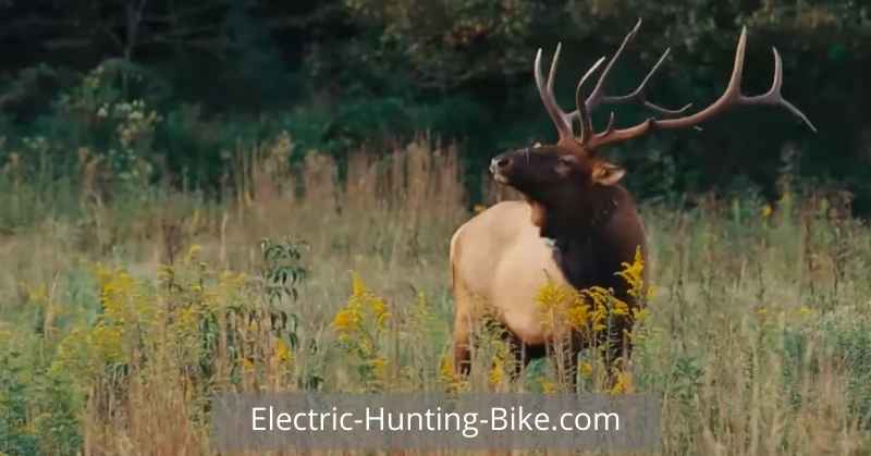 Using Ebike For Hunting Success